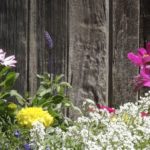 flowers in front of barn