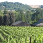 wide shot of vineyard and barn