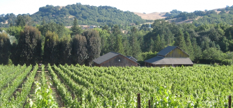 wide shot of vineyard and barn
